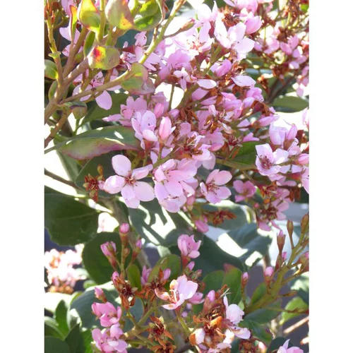 Idée extérieur:Rhaphiolepsis Coates Crimson en pot