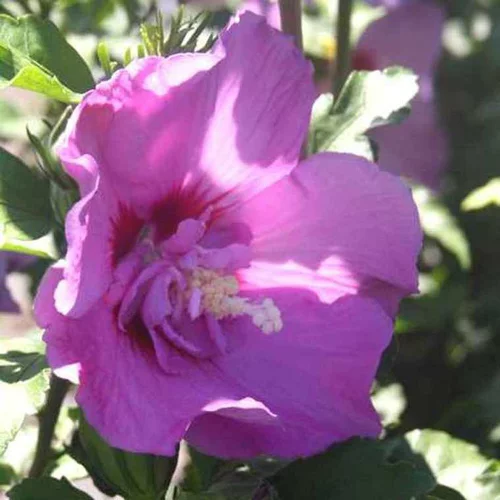Équipement jardin：Althéa varié (Hibiscus). Le pot de 7,5 litres
