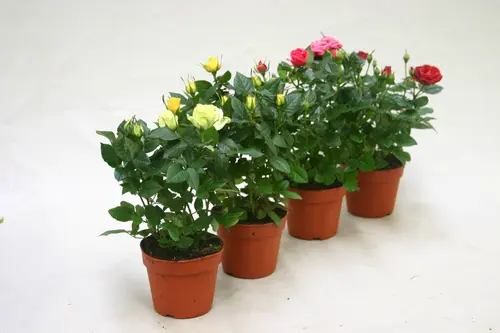 Jardin confort：Rosier. Le pot de Ø 12 cm