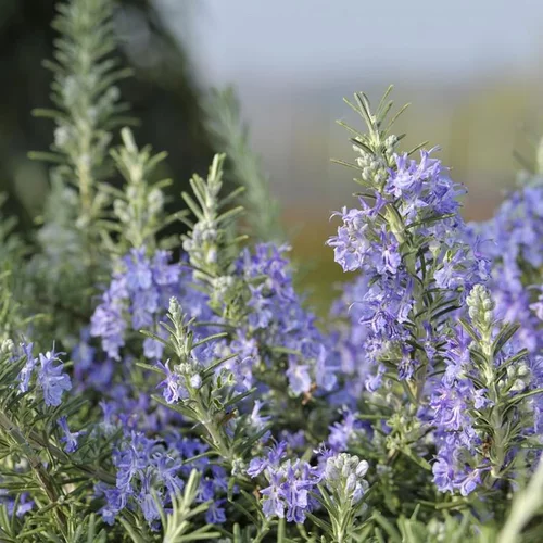 Pour un jardin plus agréable:Romarin Pointe du Raz touffe. Le pot de 7,5 litres
