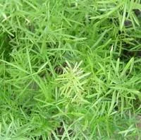 Style jardin：Asparagus - Le pot de 10.5 cm