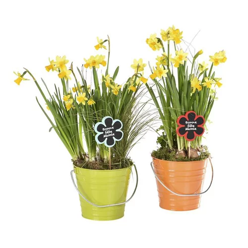 Pour enrichir votre univers jardin:Plante avec cache pot - Le pot