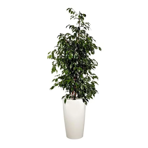 Un atout pour vos extérieurs:Ficus benjamina et son pot Rondo premium Ø 32 blanc