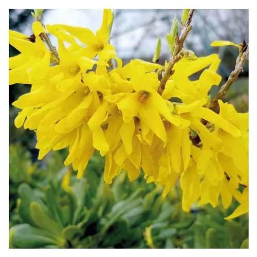 Équipement pour le jardin：Forsythia jaune nain - Pot de 7L