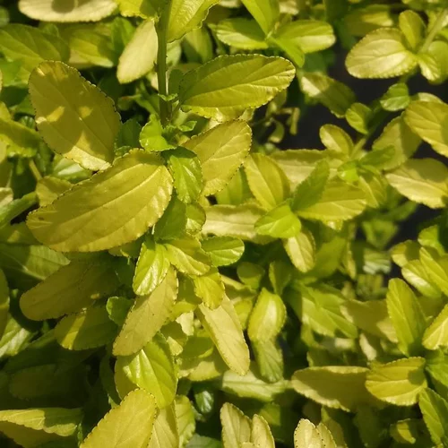 Le choix pour l’extérieur：Ceanothe Thyrsiflorus African Queen. Le pot de 4 litres