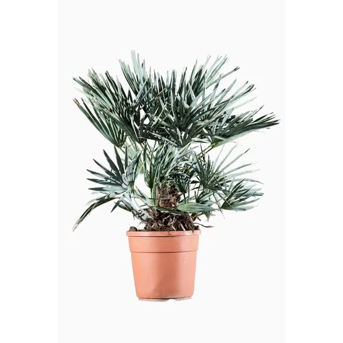 Solution nature：Chamaerops Cerifera (Palmier Nain Bleu) en pot de 7 L bleu