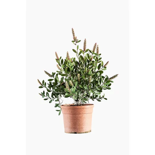 Conçu pour le jardin：Callistemon Bright Pink rose. Le pot de 30 litres