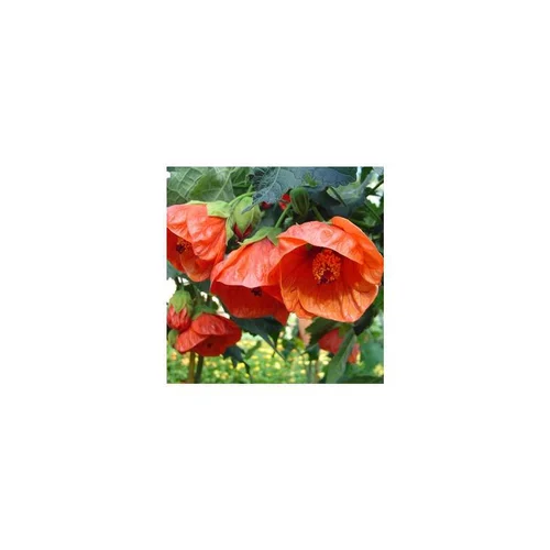 Pour tous vos besoins jardin：Abutilon - Le pot de 1 litre