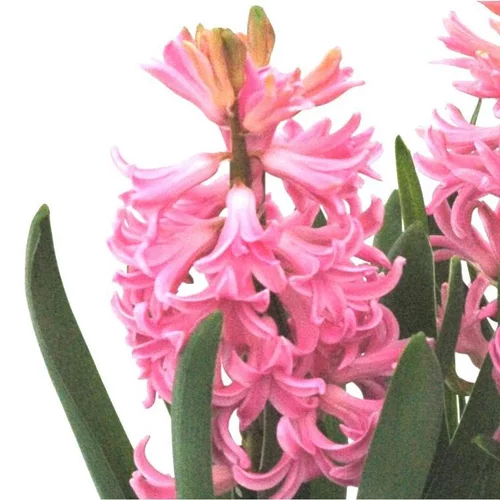 Jardin et idées:Jacinthe Pink Pearl - Le pot de 10,5 cm