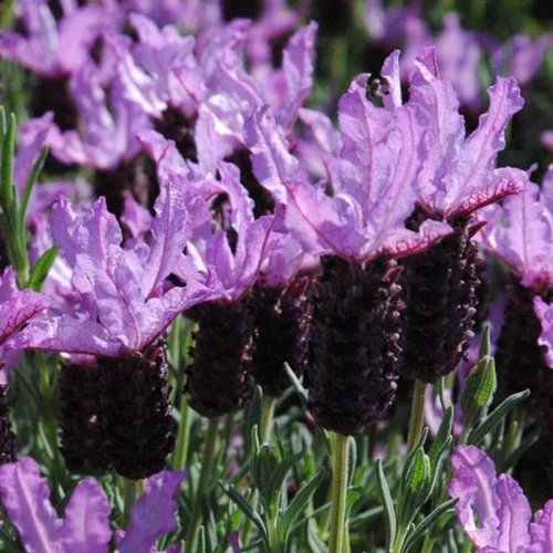 Indispensable au jardin:Lavande Stoechas. Le pot de 3 litres