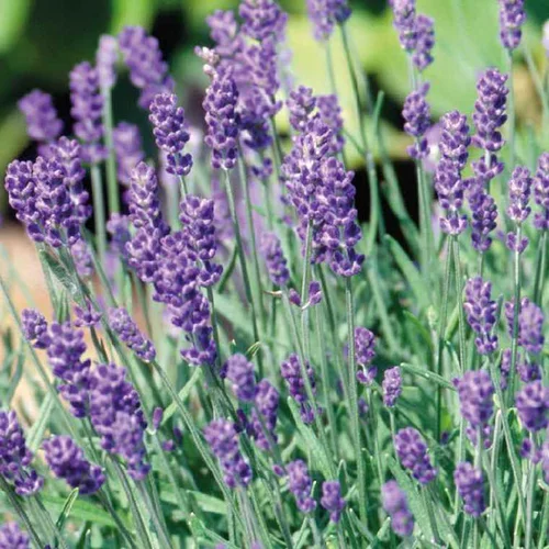 Tout pour le jardin:Lavande Dutch - Le pot de 9 x 9 cm