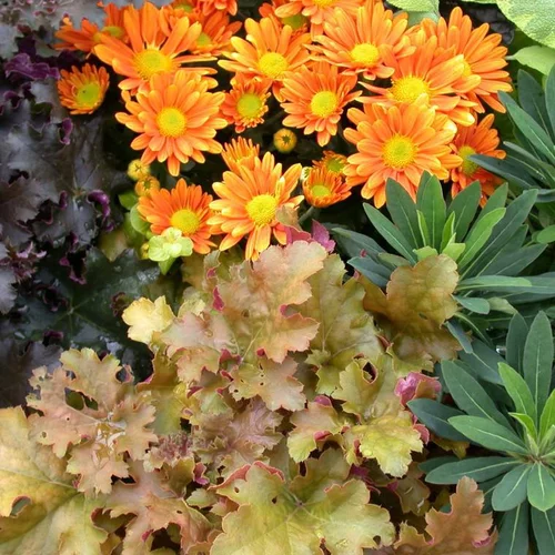 Pour tous vos projets jardin:Mélange automnal - Le pack de 6 plants