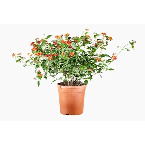 Jardin et plaisir：Lantana Camara (Lantanier) en pot de 3 L orange