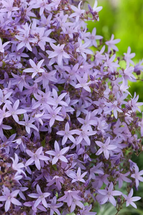 Pour votre jardin：Campanule ‘Lisduggan Variety’ - Le pot de 2 litres