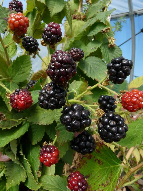 Jardin moderne:Mure Little Black Prince Bio. Le pot de 2 litres