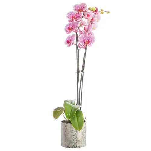 Pour vos moments au jardin：Orchidée Phalaenopsis 50cm avec cache pot céramique Ø 12 cm