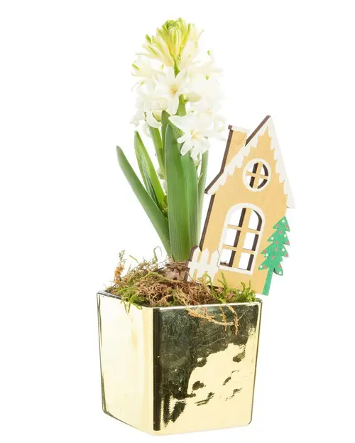 Maison & extérieur:Jacinthe en cache-pot doré - Ø 8 cm