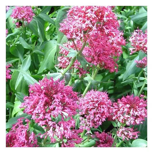 Style pour le jardin:Valériane vivace - Le pot de 2 litres
