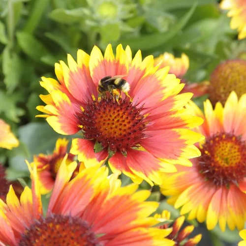 Pour valoriser vos extérieurs：Gaillarde arizona sun multicolore en pot de 2 L