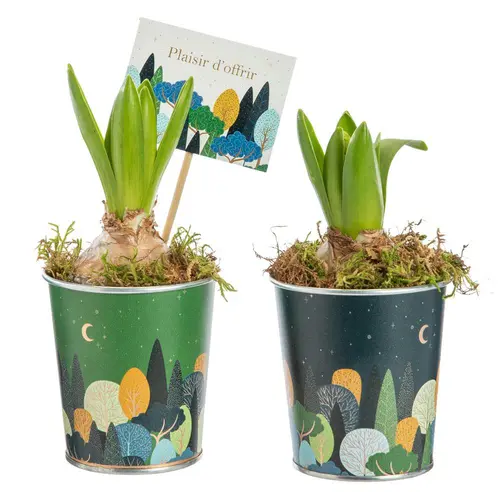 Les indispensables du jardin:Jacinthe x 1 pot zinc automne - Ø 8 cm