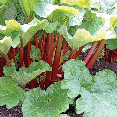 Accessoire extérieur：Rhubarbe Bio. Le pot de 2,5 litres