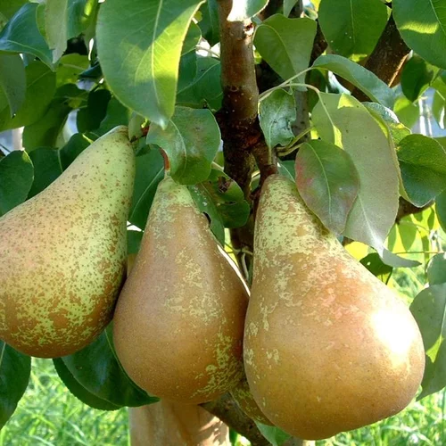Pratique extérieur:Poirier Nain Fruit Me® Pear Me Conference. Le pot de 4 litres