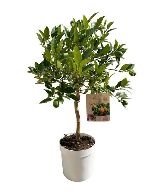 Simple dehors:Limequat coloris orange - 5 L