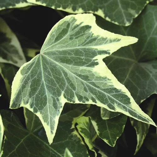Autour du jardin:Lierre grimpant ou Hedera au feuillage vert - Le pot de 0,5 litre