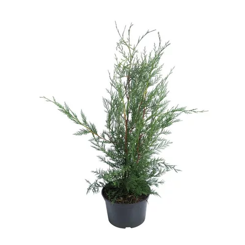 À découvrir au jardin：Cyprès de Leyland (CUPRESSOCYPARIS LEYLANDI FASTIGIÉ), en pot de 3 litres