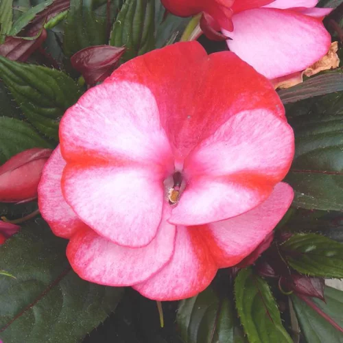 Jardin & confort:Impatiens de Nouvelle Guinée blanche - La coupe terre cuite