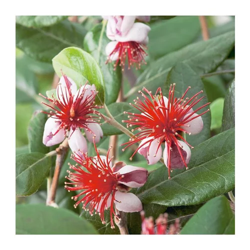 Sélection au jardin：Feijoa (Goyavier du Brésil) vert. Le pot de 7 litres