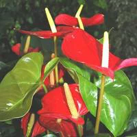 Votre allié au jardin：Anthurium Amalia pot Ø17 cm/ H60 cm