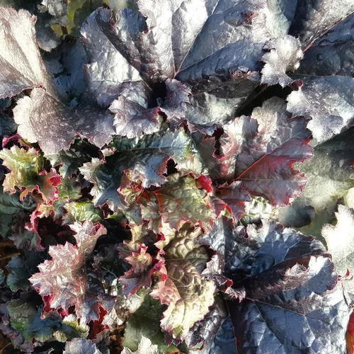 Essentiel pour le jardin：Heuchera 'Black Pearl'® - Le pot de 2 litres