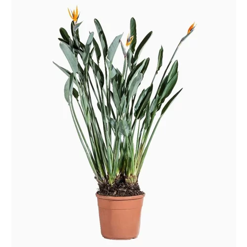Pour mieux organiser vos extérieurs:Strelitzia (Oiseau de paradis) en pot de 30 L orange