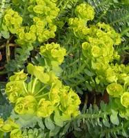 Simple pour le jardin:Euphorbia milii avec cache pot Ø 6 cm