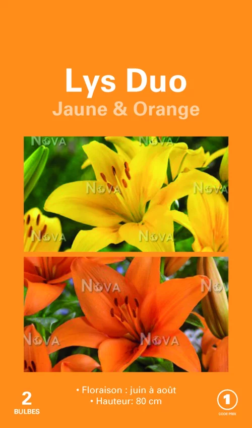 Pour plus de confort au jardin:Bulbes de fleurs Duo de Lys asiatique jaune et orange botanic® – 2 bulbes