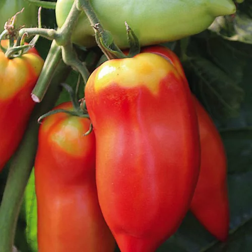 Adapté à votre jardin：Plant Greffe Tomate Andine Cornue Bio. Le pot de 1 litre