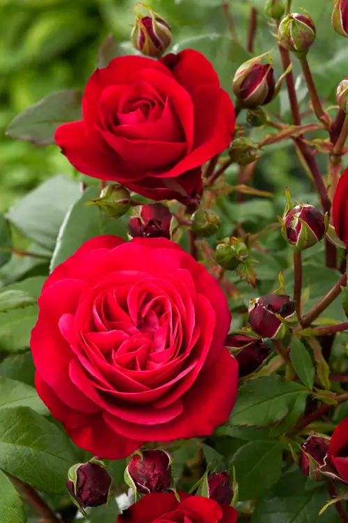 Le choix jardin:Rosier Mona Lisa ®. Le pot de 5 litres