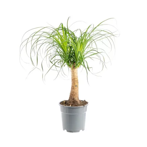 Une touche pratique au jardin：Beaucarnea pot. Le pot Ø 17 cm