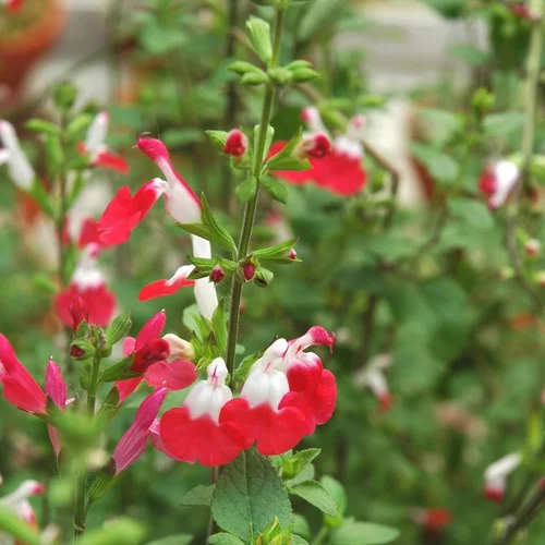 Bien pratique au jardin：Sauge Arbustive 'Hot Lips' - Le pot de 4 litres