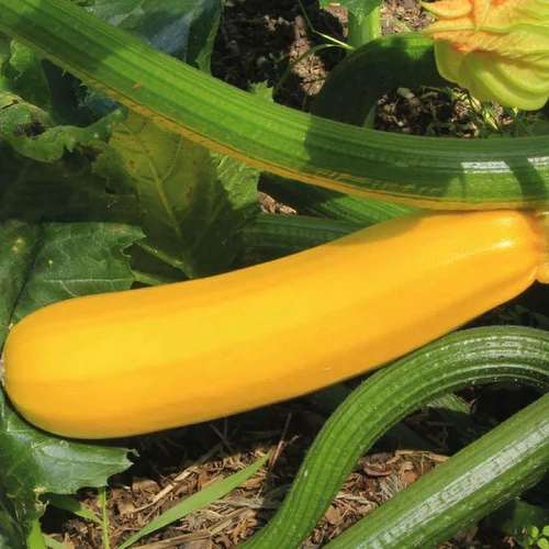 Univers extérieur：Courgette Jaune Gold Rush F1 Bio. Le pot de 10,5 cm