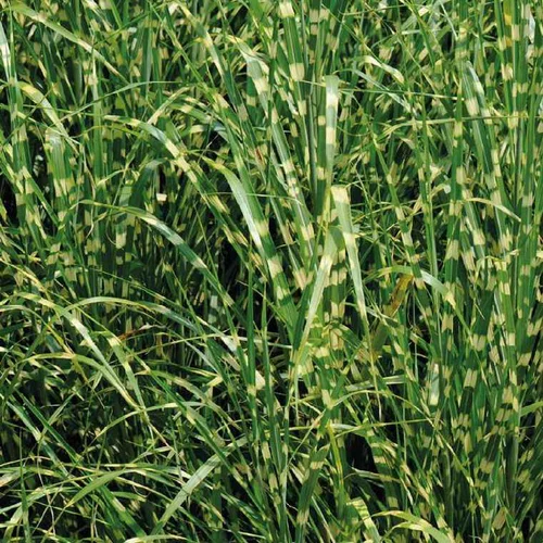 Extérieur qualité:Miscanthus Sinensis Zebrinus - Le pot de 9 x 9 cm