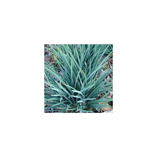 Pour votre confort au jardin:Dianella Caerulea Revoluta Coolvista - Le pot de 2 litres