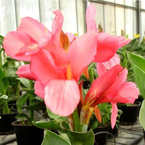 Une sélection pour l’extérieur：Capucine à fleurs multicolores qualité Extra - Le pot Ø 13 cm