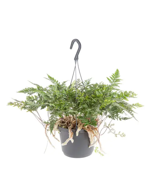 Déco extérieur：Fougère patte de lapin verte. La suspension Ø 14 cm