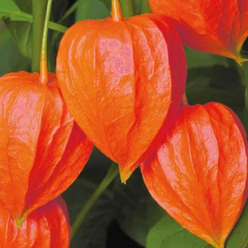 Idée extérieure：Physalis Amour En Cage - Le pot de 9 x 9 cm