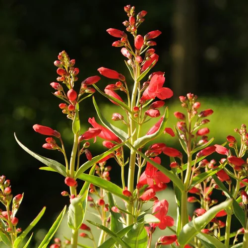 Jardin extérieur:Penstemon riding hood series rouge en pot de 2 L