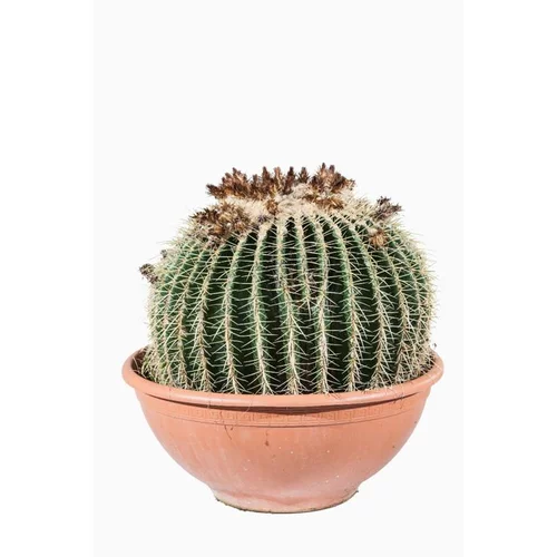Pratique extérieur:Echinocactus Grusonii (coussin de belle-mère) en pot de 120 L vert