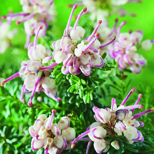 Pour un jardin plus pratique:Grevillea Mount Tamboritha rose botanic®. Le pot de 3 litres
