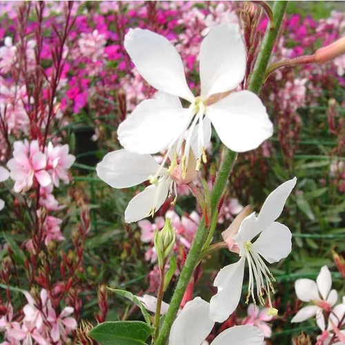 Pour aménager le jardin：Gaura - Le pot de 5 litres